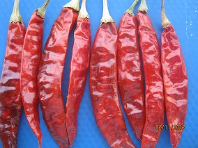 Dry red chilli, Packaging Type : Plastic Bag