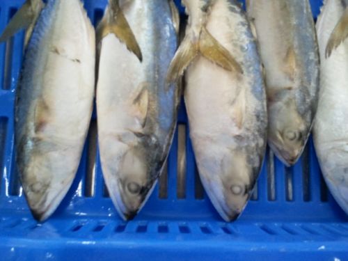 Frozen Indian Mackerel, Certification : HACCP, ISO