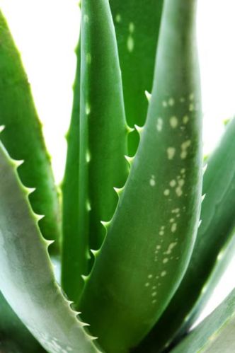 Aloe Vera Extract