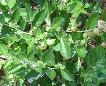 Ashwagandha extract