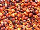 Quility Red Palm Nuts