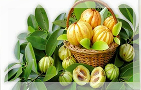 Garcinia Cambogia