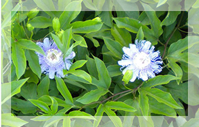 Passiflora Incarnata Herb