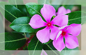 Vinca Rosea