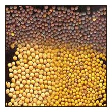 Mustard seeds, Quality Available : A Grade