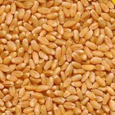 Wheat Seeds