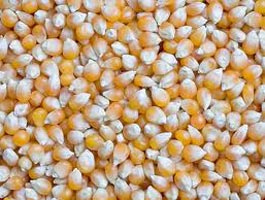 Yellow Maize Seeds