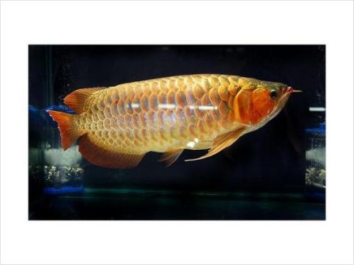 Arowana Fishes Of All Colour and Sizes Now Available
