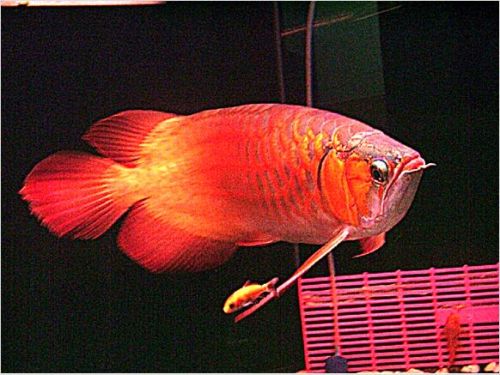 Super Arowana Fishes and Many Other Fishes Available d012
