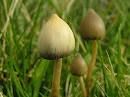 Magic Mushrooms