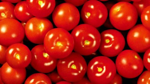 Fresh tomato, Origin : Organic Farm