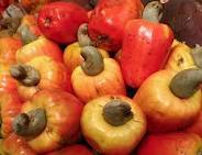 Cashew nuts, or Human Consumption