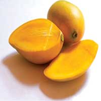 Fresh Mango,fresh Mango