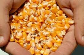 Yellow corn, Storage : Cool, Dry Place