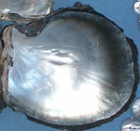 Shell Button,Nature Shell Button,Trocas Shell Button
