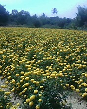 Hybrid Marigold Seeds, Packaging Type : orange, yellow.gold