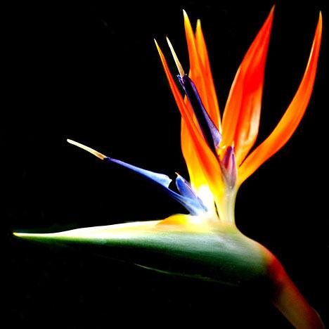 Bird Paradise Flower