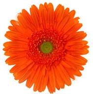 Orange Gerbera Flower
