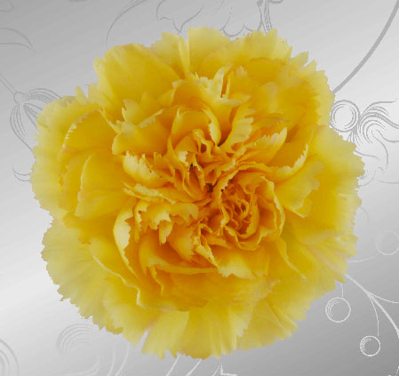 Yellow Carnation Flower
