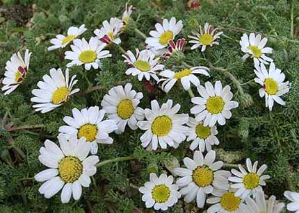 Common White Akarkara Seed, Packaging Size : 5kg 9%