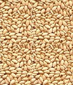 Top Quality White Sesame Seed