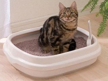 Clumping Cat Litter, Packaging Type : white, off white