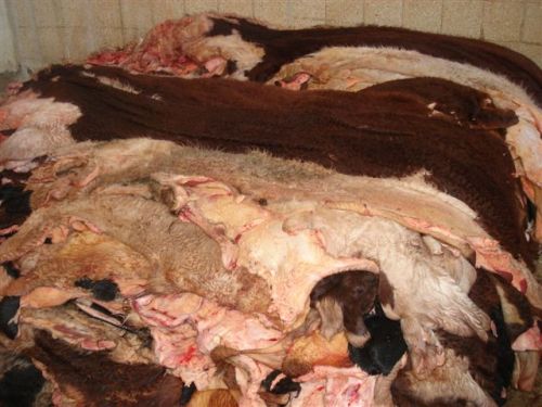 Salted Cattle Hides