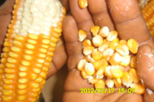 Yellow Dry Corn