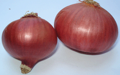 Onion, Color : Red/white