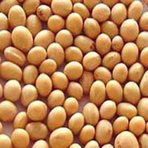 Soya Bean Seeds