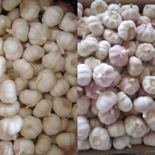 Fresh Garlic Ginger Onions