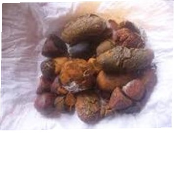 Cow Ox Gallstones