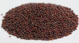 Mustard seeds, Quality Available : A Grade