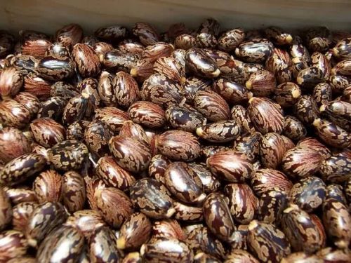 Castor seeds, Seed Type : Hybrid