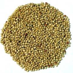Jowar Seeds, Admixture : 1%