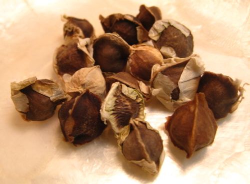 Moringa seeds, Packaging Size : 25Kg