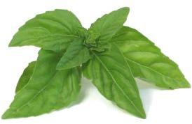 Basil