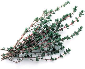 Thyme