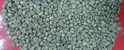 Arabica Coffee Bean
