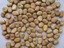 Broad Beans