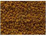 Fenugreek seeds