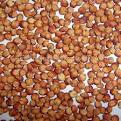 Sorghum, Cultivation Type : Natural