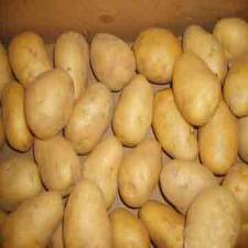 Common Fresh Potato, Size : 8 Cm