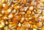 Yellow corn, Moisture Ratio : 14% Aproxx