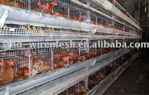 Hot Galvanized Farm Broiler Chicken Cage