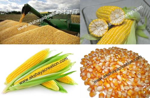 Common Yellow Maize, For Animal Feed, Packaging Type : Jute Bag, PP Bag