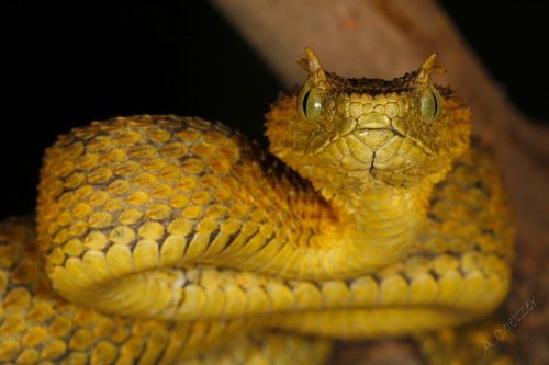 Aligator,Snapping Tortoise,Bumesepython,Crocodile,Tree Frog