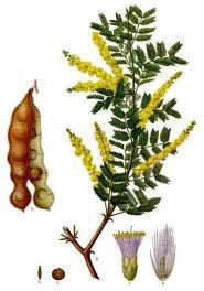 Acacia Catechu Extract