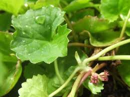 Centella Asiatica Extract