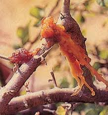 Commiphora Mukul Extract